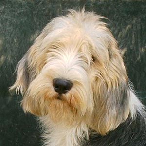 Cachorro de Pequeño Basset Griffon