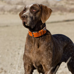 Raza de perros: Perdiguero de Burgos